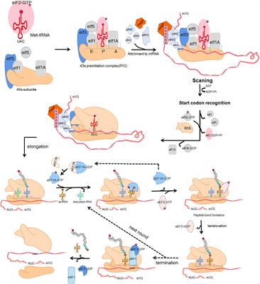 Insights Into Translatomics in the Nervous System